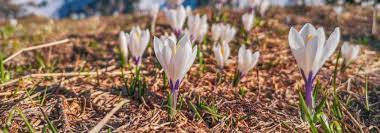 crocus à fleur blanches